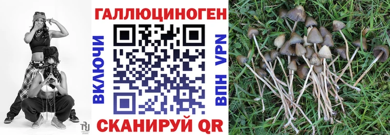 Галлюциногенные грибы Psilocybe  hydra ТОР  Шенкурск 